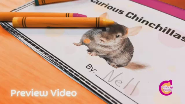 Curious chinchillas preview video